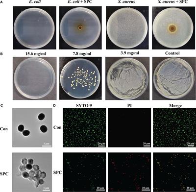 Utilization of the Shensheng-Piwen changed medicinal powder extracts combines metal-organic frameworks as an antibacterial agent